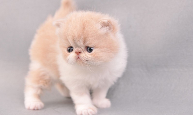 动保联盟领养中心 智慧社区