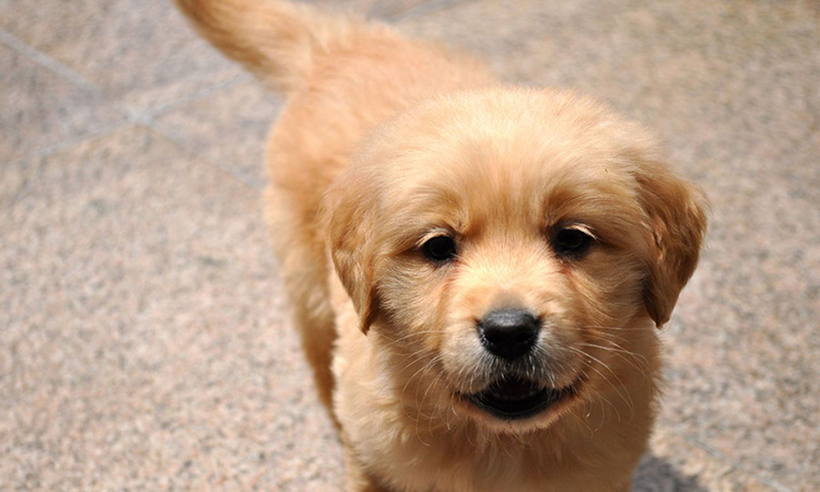 动保联盟领养中心 智慧社区